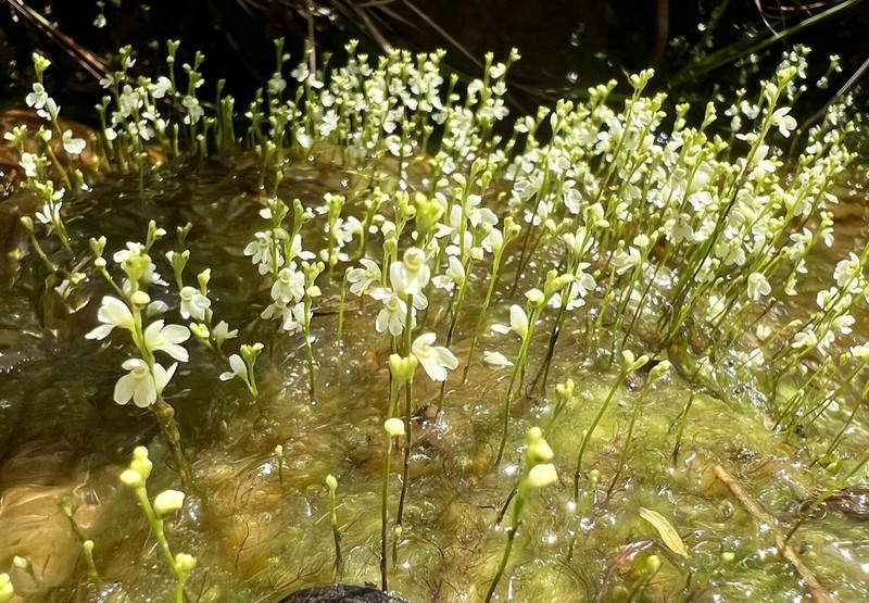 Utricularia neottioides