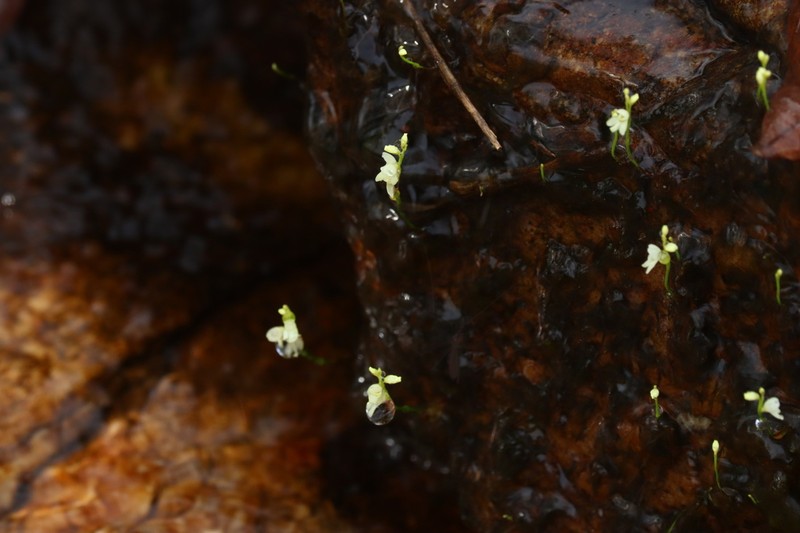 Utricularia neottioides photo 2