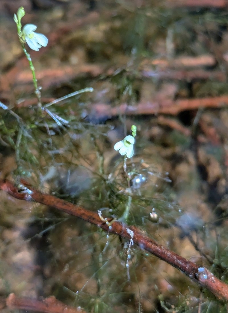 Utricularia neottioides photo 3