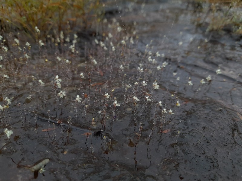 Utricularia neottioides photo 4