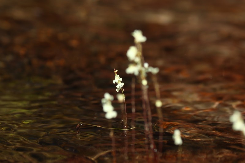 Utricularia neottioides photo 5