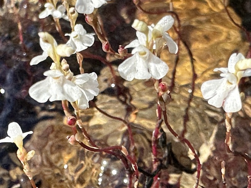 Utricularia neottioides photo 6