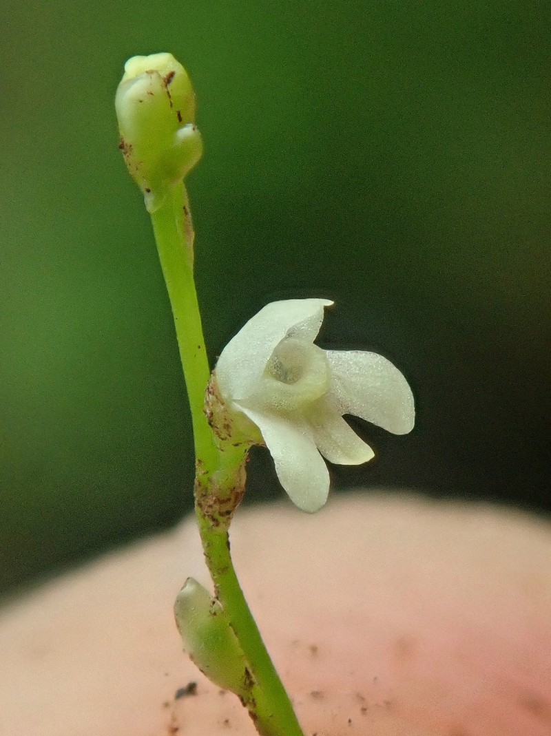 Utricularia neottioides photo 8