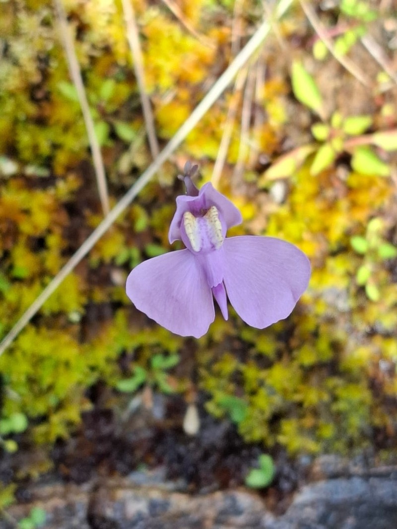 Utricularia nephrophylla