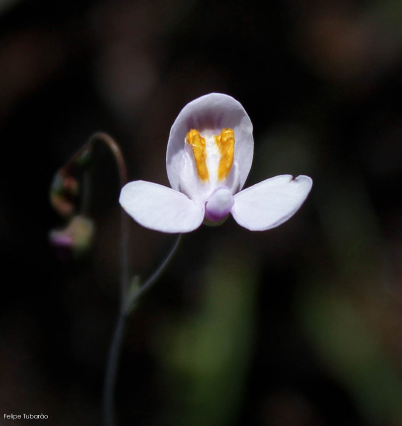 Utricularia nephrophylla photo 2