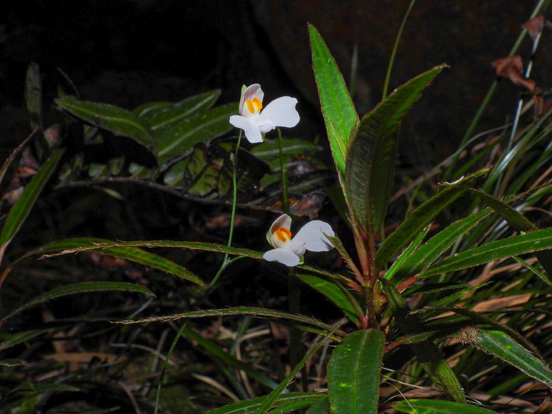 Utricularia nephrophylla photo 3