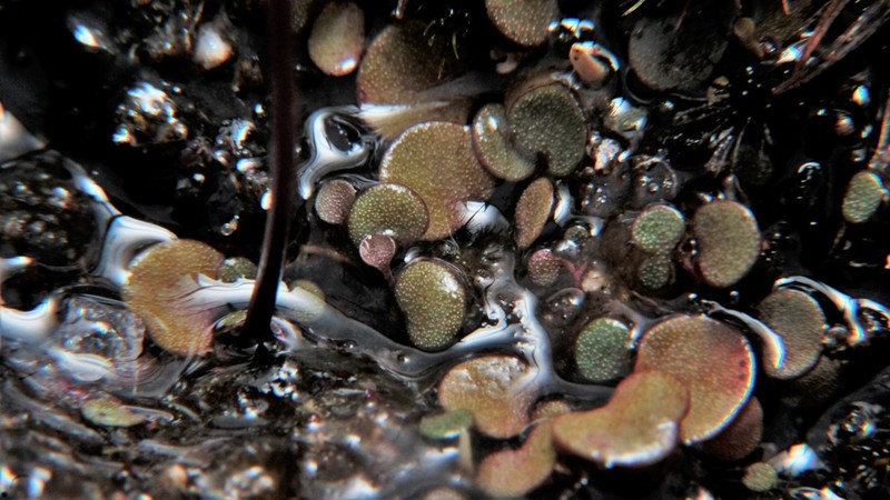Utricularia nephrophylla photo 4
