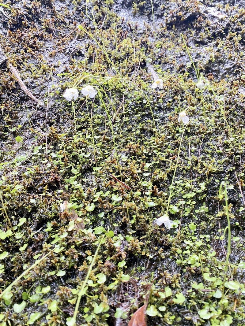 Utricularia nephrophylla photo 5