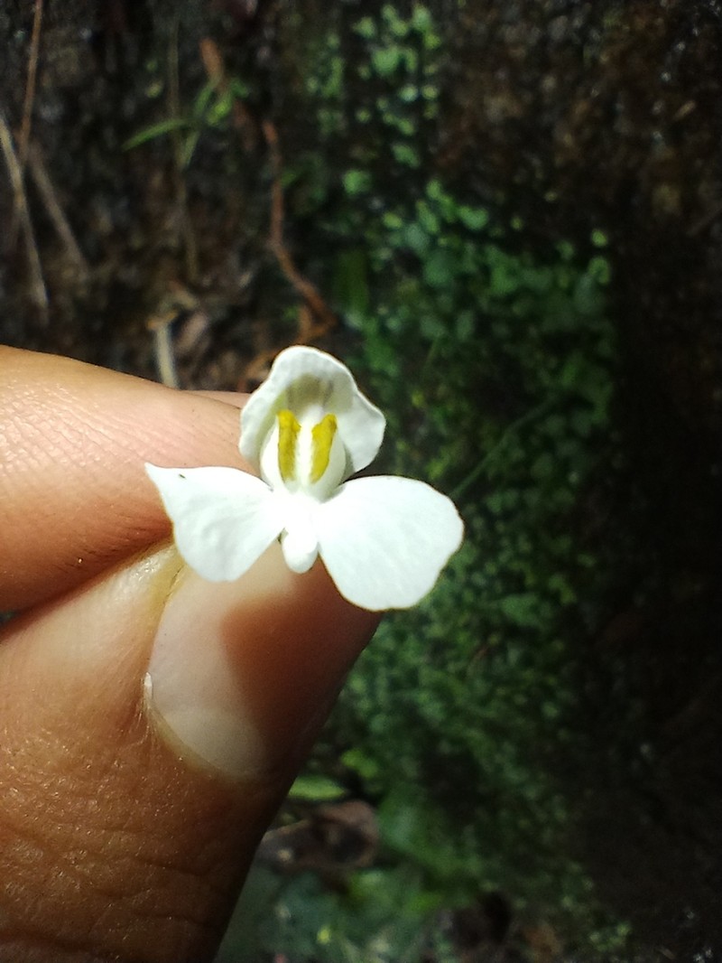 Utricularia nephrophylla photo 6