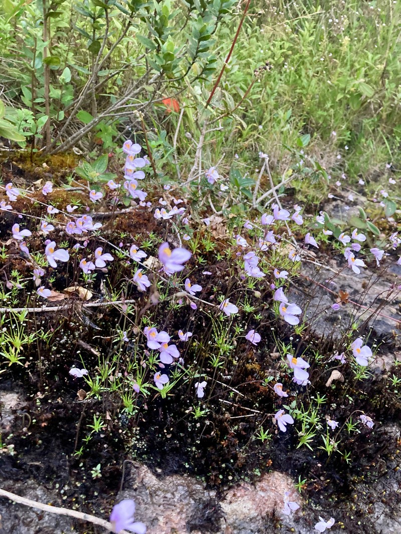 Utricularia nephrophylla photo 7