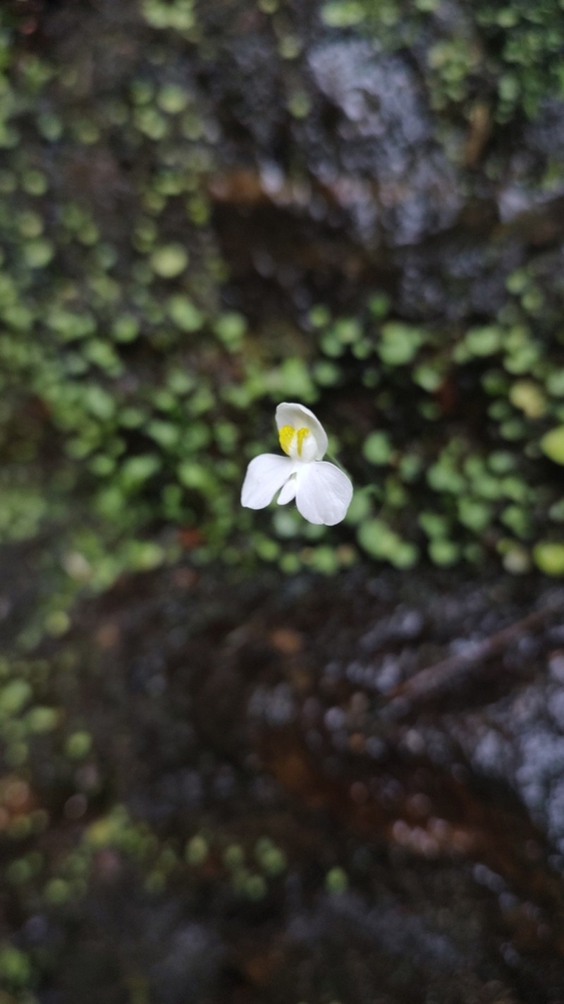 Utricularia nephrophylla photo 8
