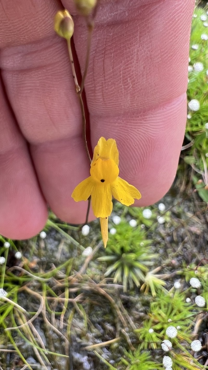 Utricularia nervosa