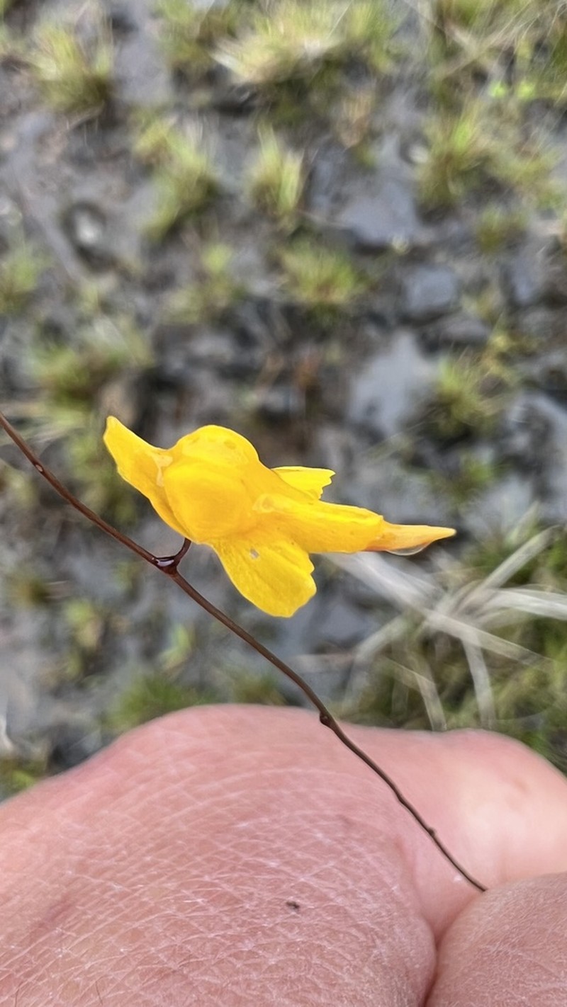 Utricularia nervosa photo 2