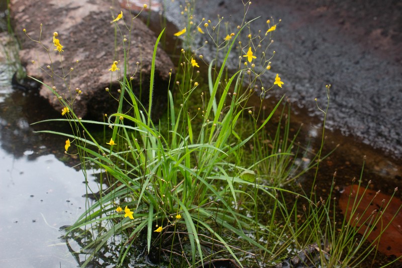 Utricularia nervosa photo 3