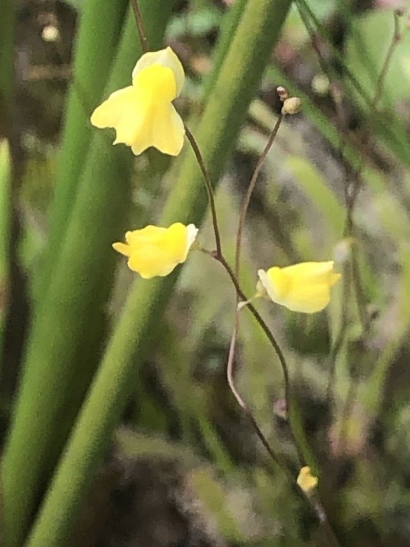 Utricularia nervosa photo 4