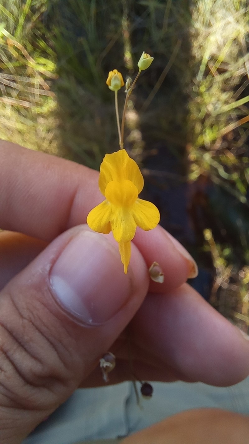 Utricularia nervosa photo 5