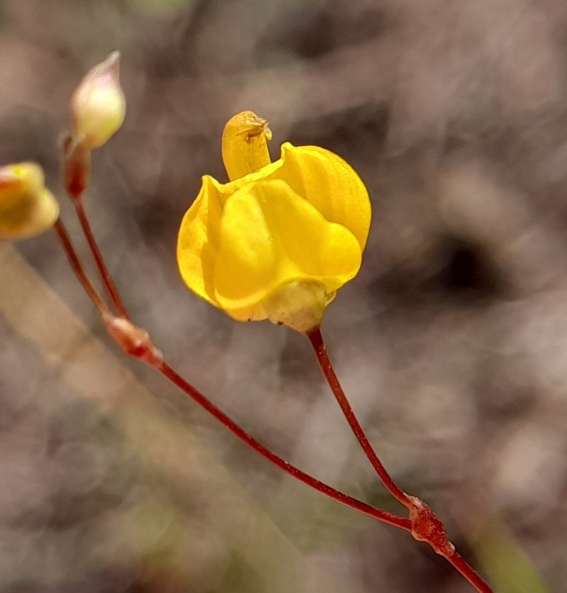 Utricularia nervosa photo 6