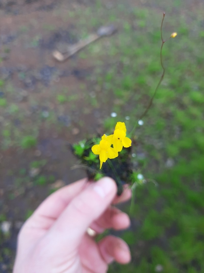 Utricularia nervosa photo 7