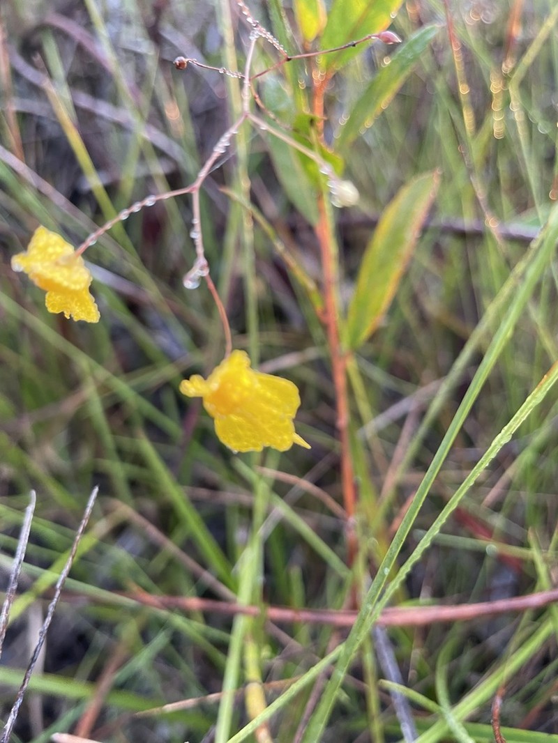 Utricularia nervosa photo 8
