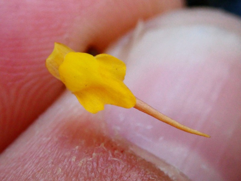 Utricularia nigrescens