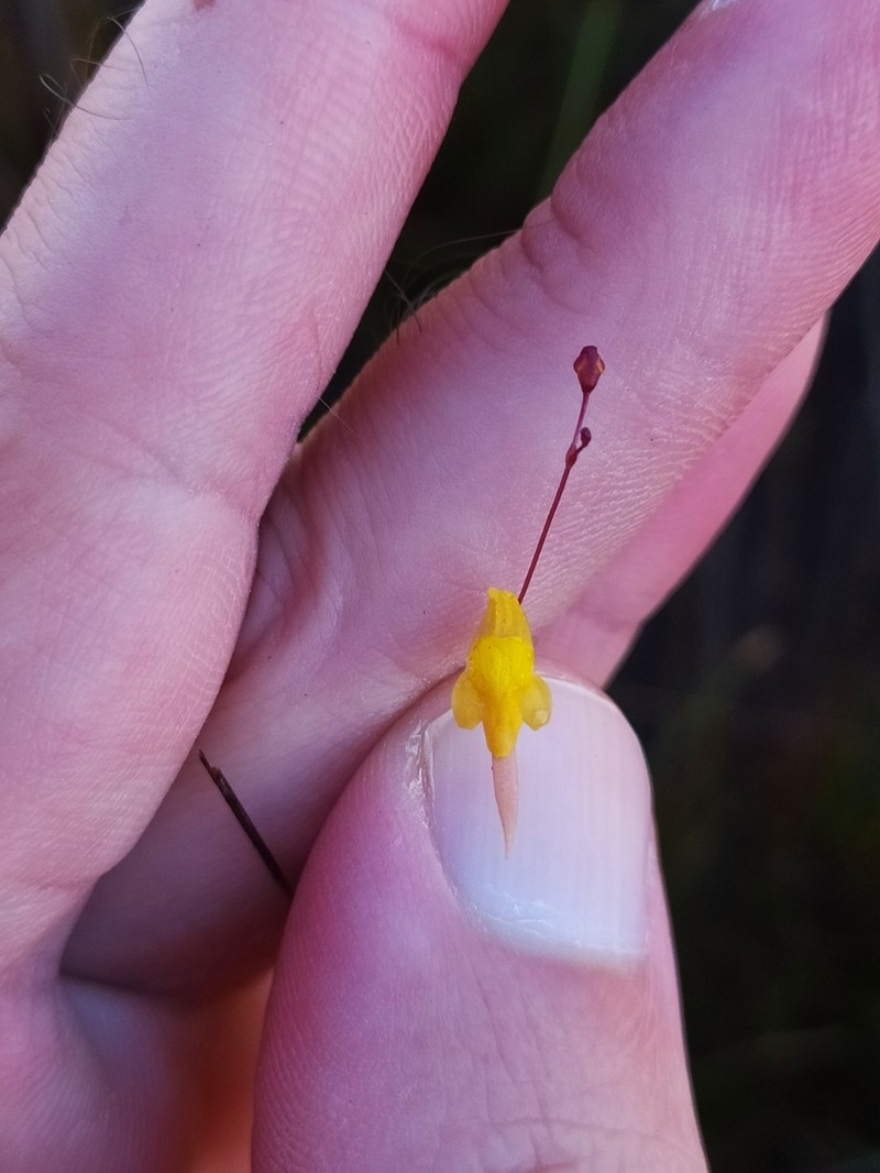 Utricularia nigrescens photo 2