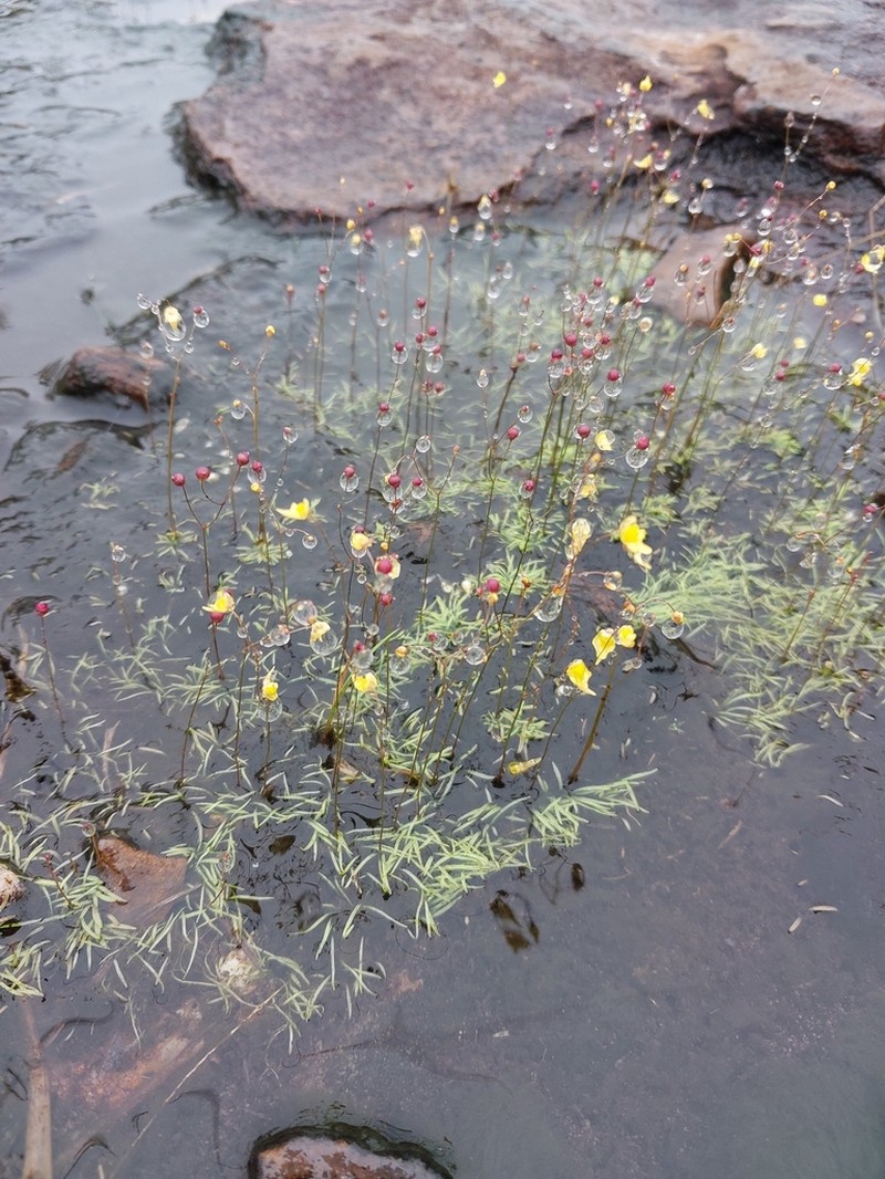 Utricularia nigrescens photo 3