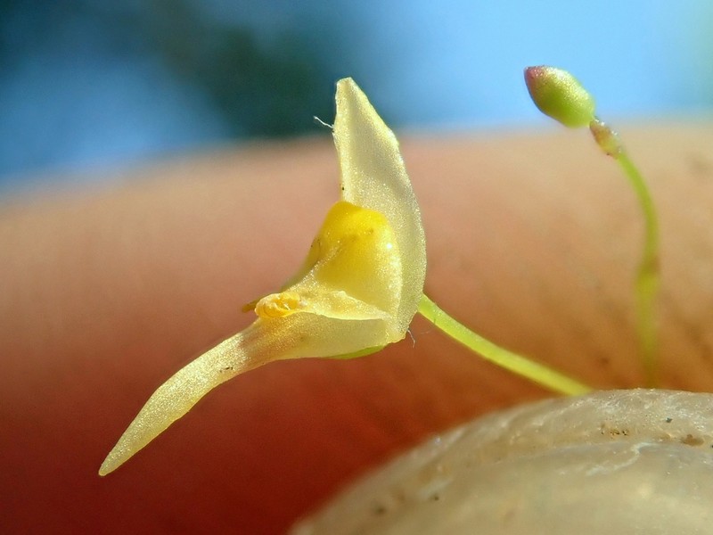 Utricularia nigrescens photo 4