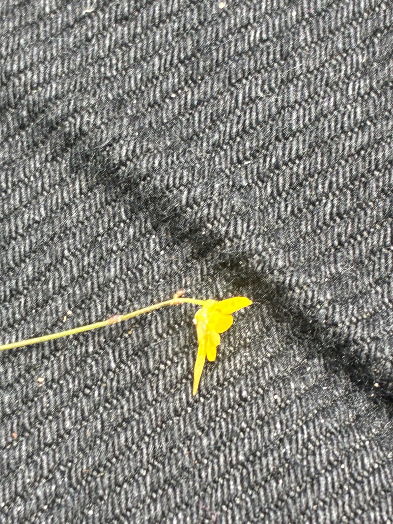 Utricularia nigrescens photo 5