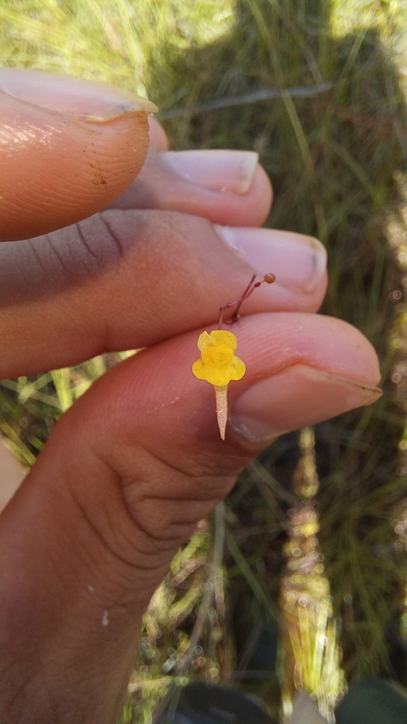 Utricularia nigrescens photo 6