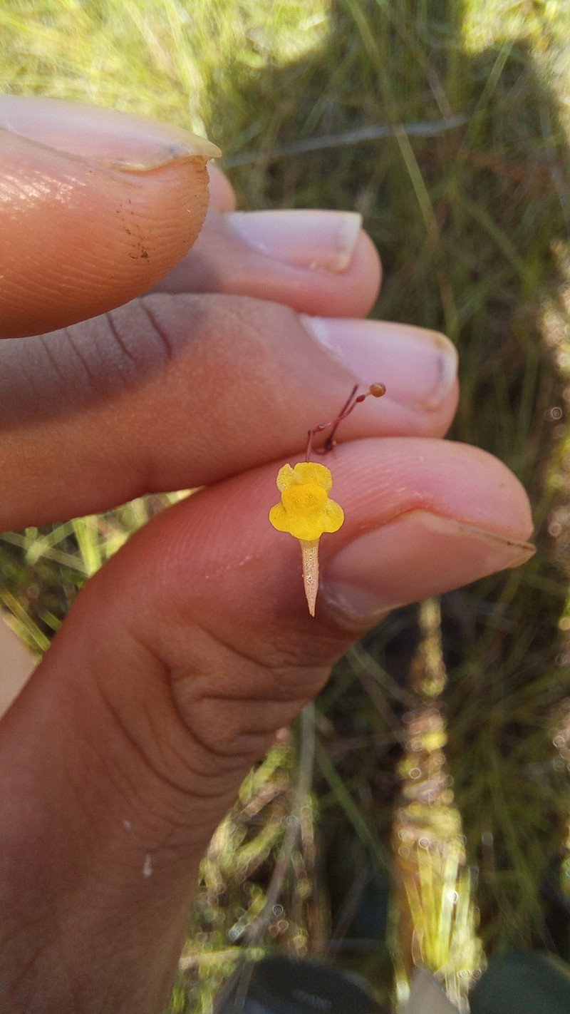 Utricularia nigrescens photo 7