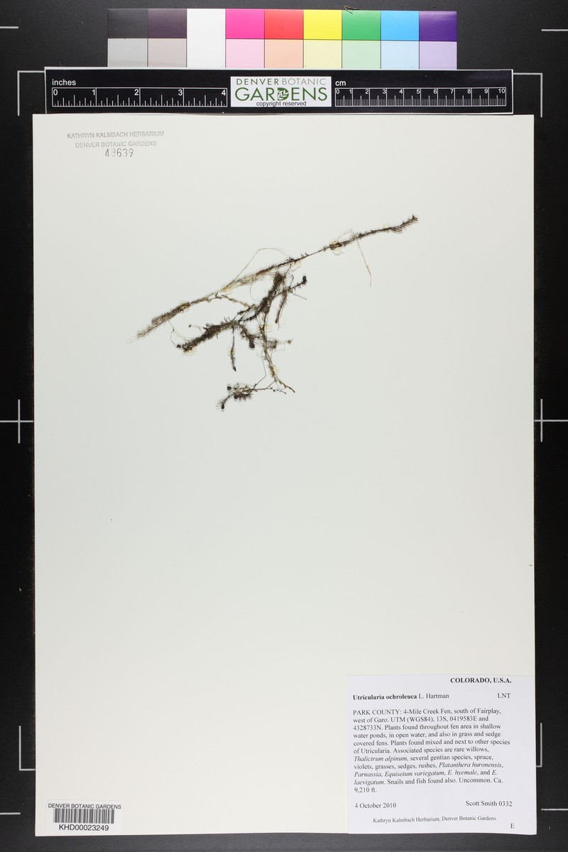 Yellowishwhite Bladderwort photo 4