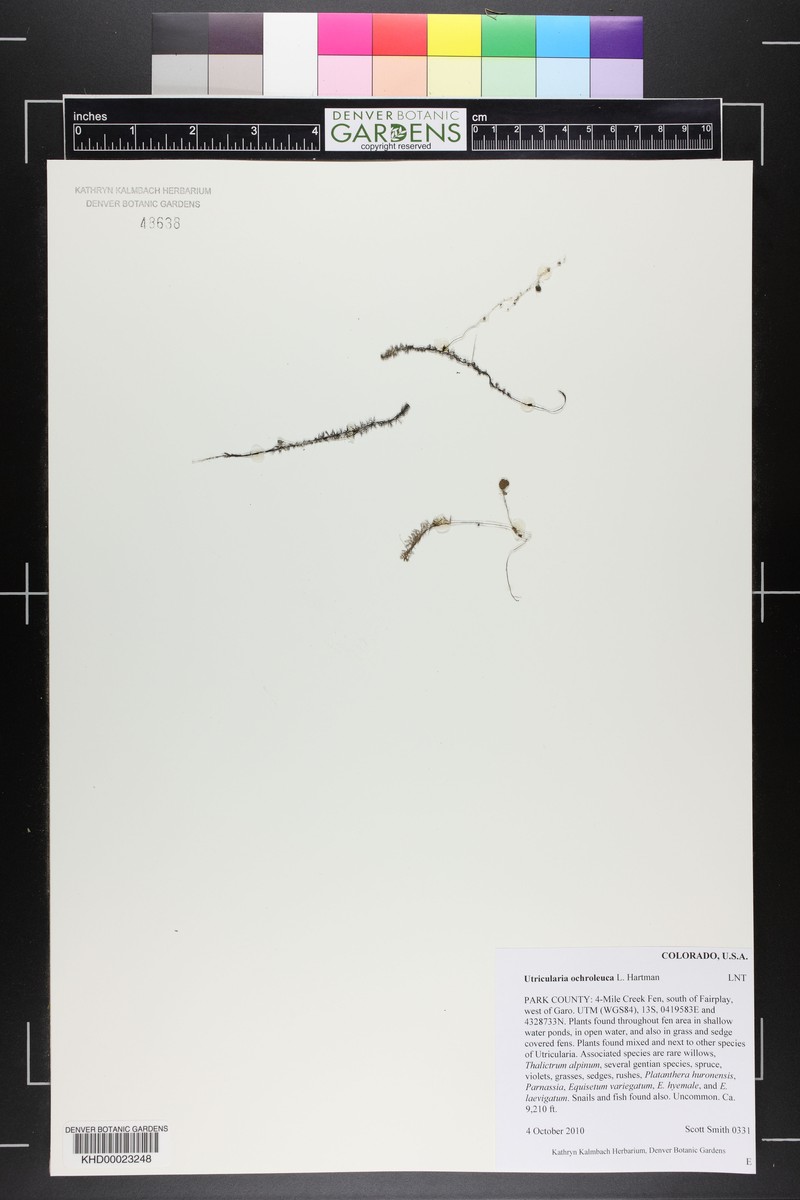Yellowishwhite Bladderwort photo 5