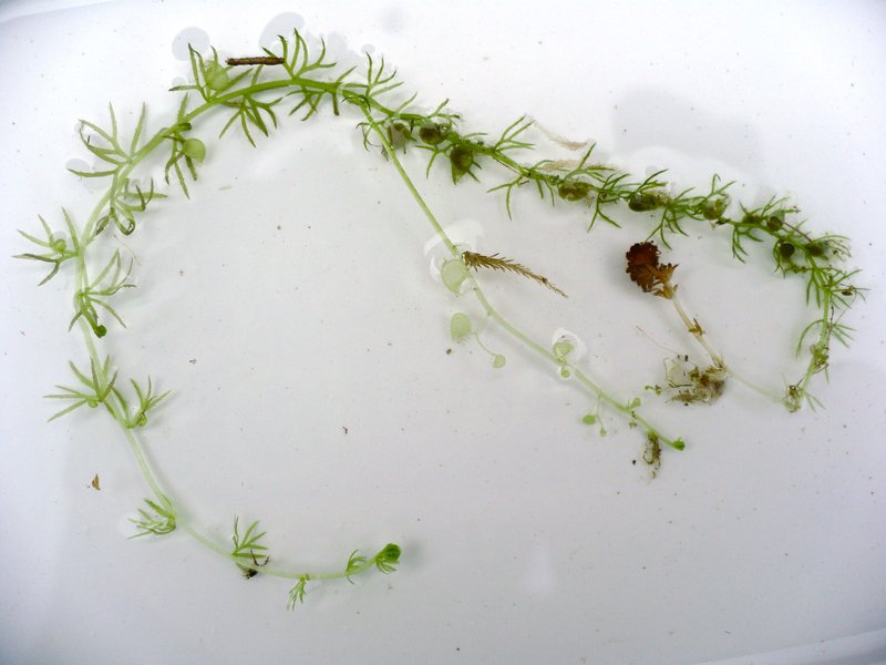 Yellowishwhite Bladderwort photo 8