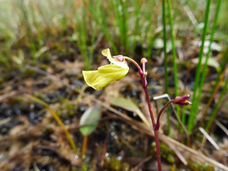 Yellowishwhite Bladderwort