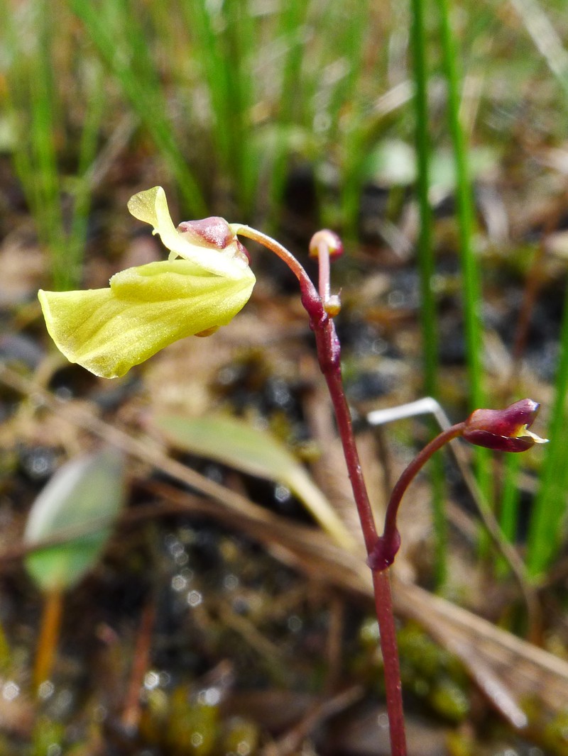 Yellowishwhite Bladderwort photo 2