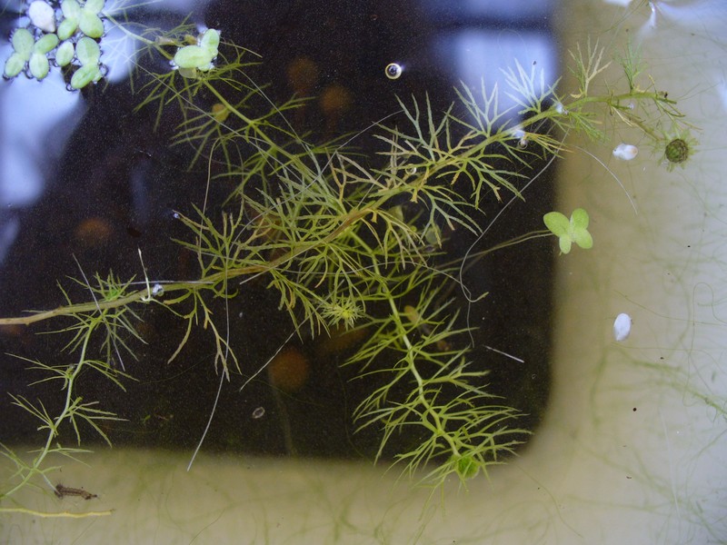 Yellowishwhite Bladderwort photo 3