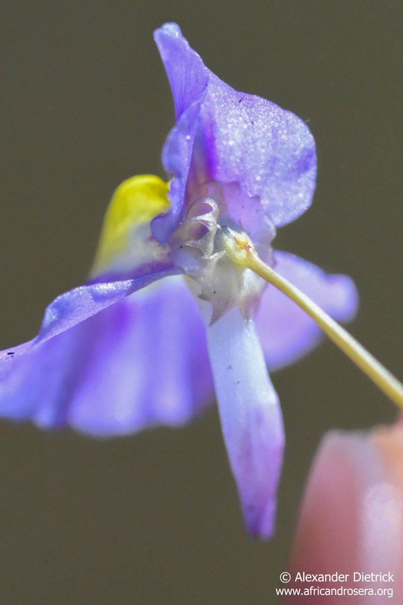 Utricularia odontosepala