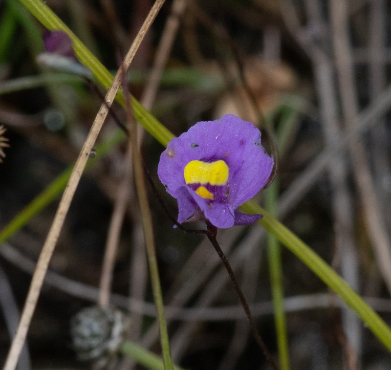 Utricularia odontosepala photo 2