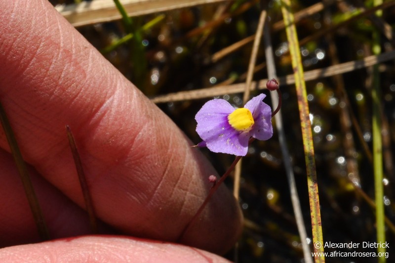 Utricularia odontosepala photo 3