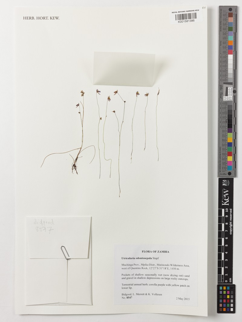 Utricularia odontosepala photo 5
