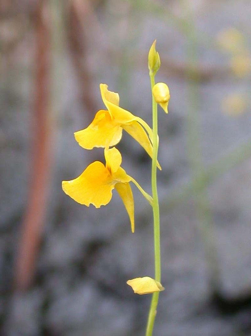 Utricularia odorata
