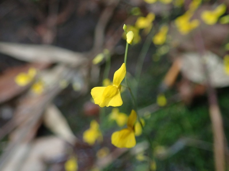 Utricularia odorata photo 2