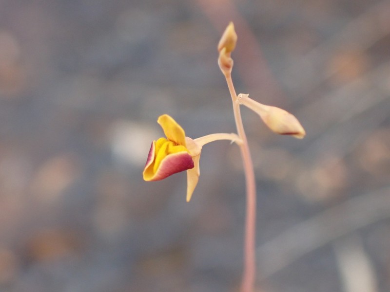 Utricularia odorata photo 3