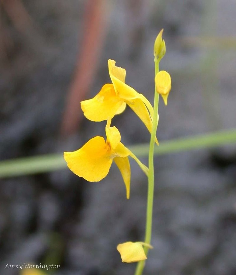 Utricularia odorata photo 4
