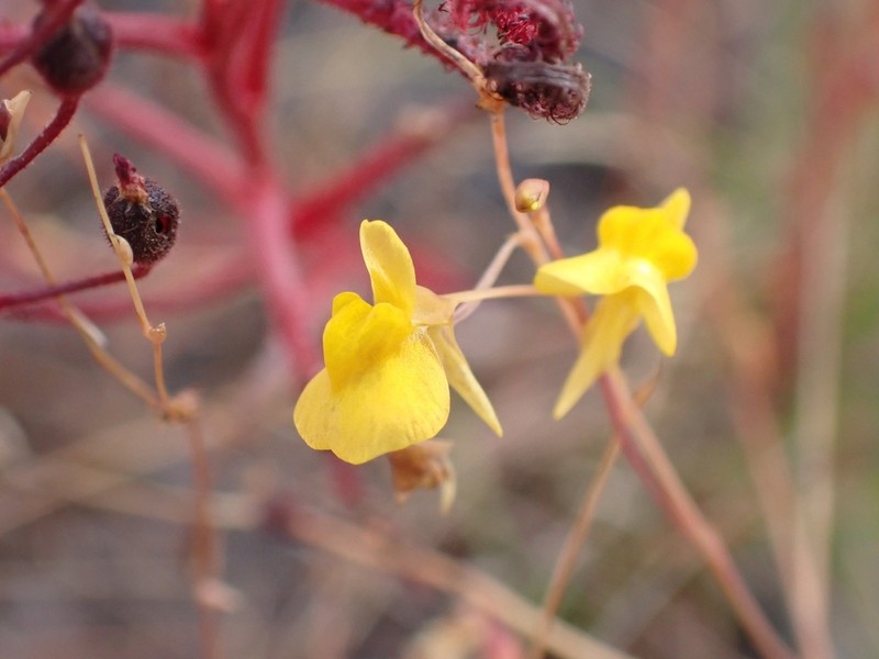 Utricularia odorata photo 5