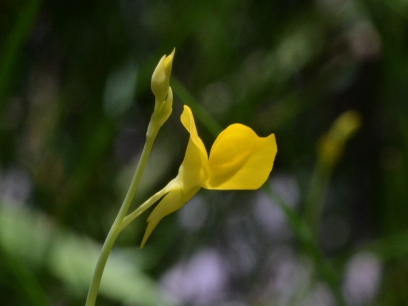 Utricularia odorata photo 6