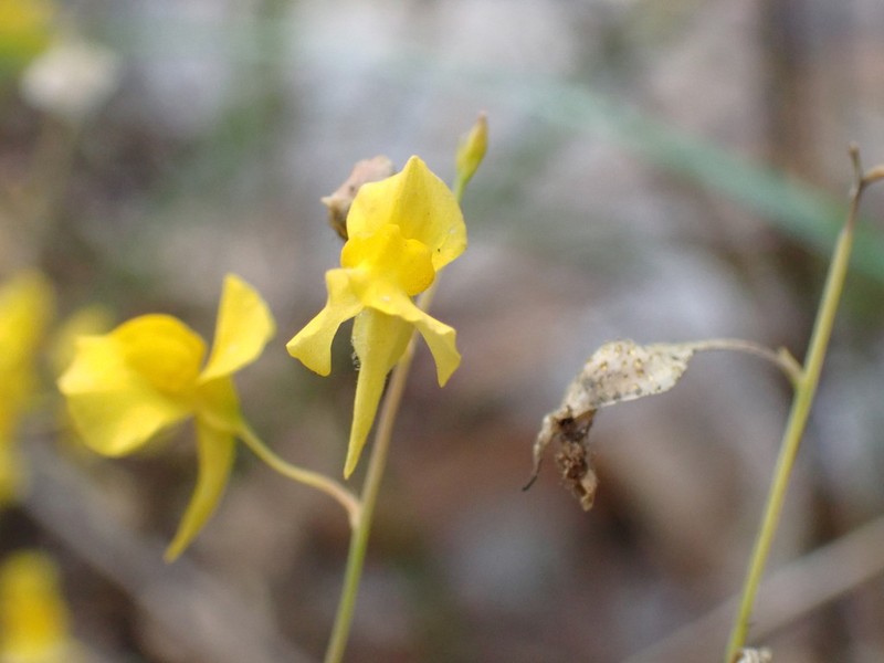 Utricularia odorata photo 7