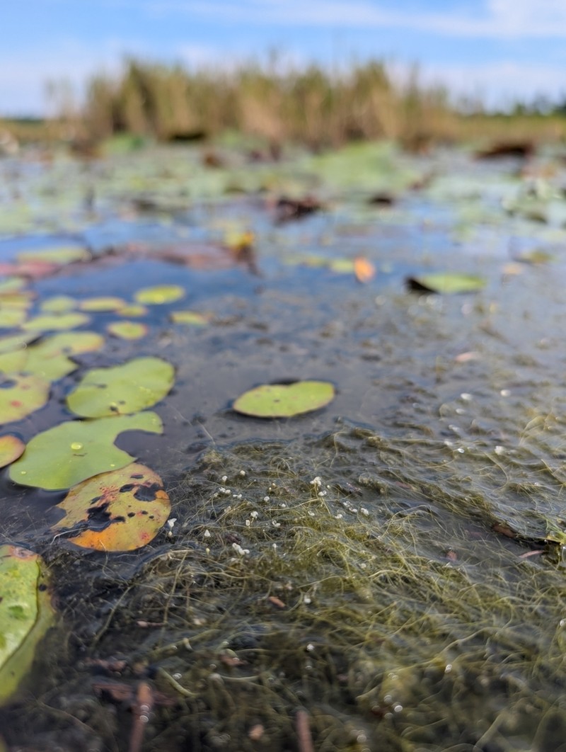 Piedmont Bladderwort photo 2