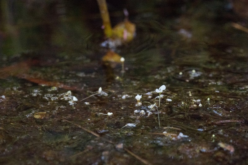 Piedmont Bladderwort photo 3