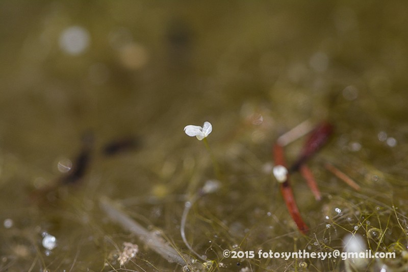 Piedmont Bladderwort photo 4